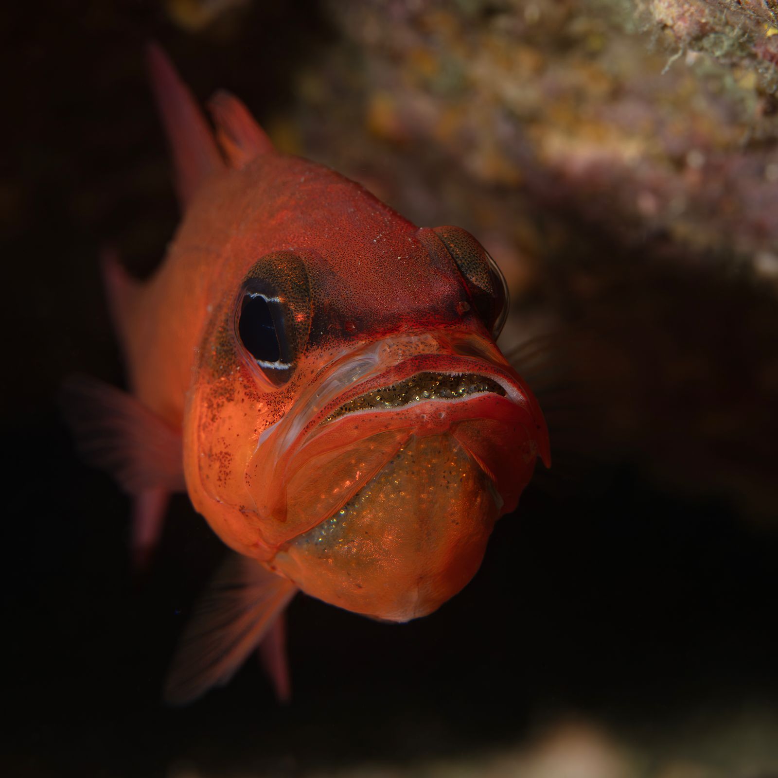 Yavruları ile kardinal balığı / Cardinal fish with baby