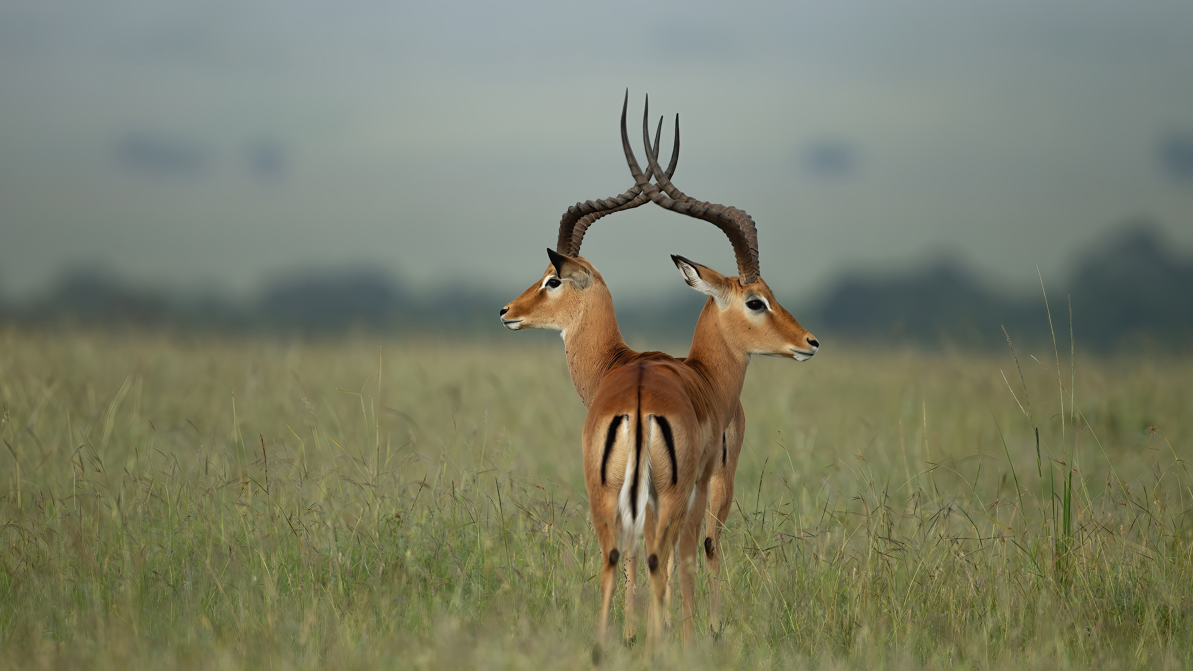 Double-headed Gazelle / Çift Başlı Gazel