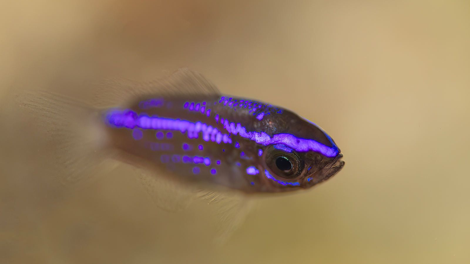 Underwater macro photography